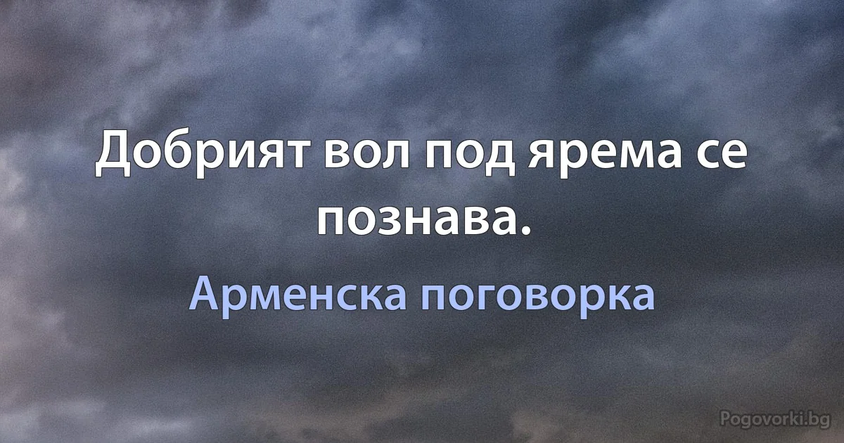 Добрият вол под ярема се познава. (Арменска поговорка)