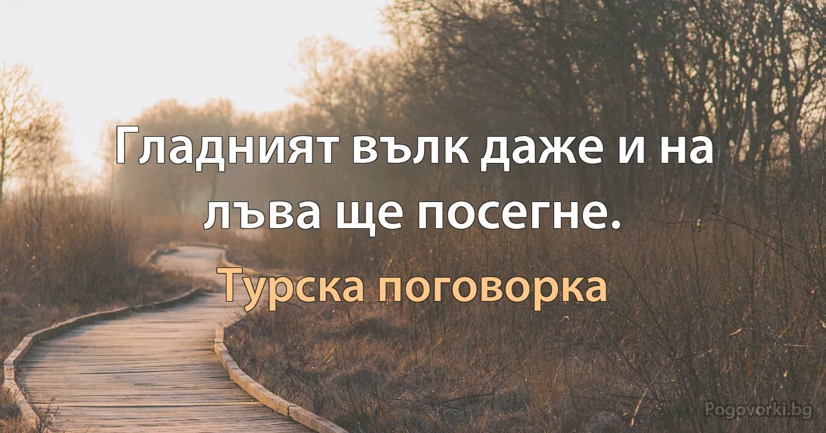 Гладният вълк даже и на лъва ще посегне. (Турска поговорка)