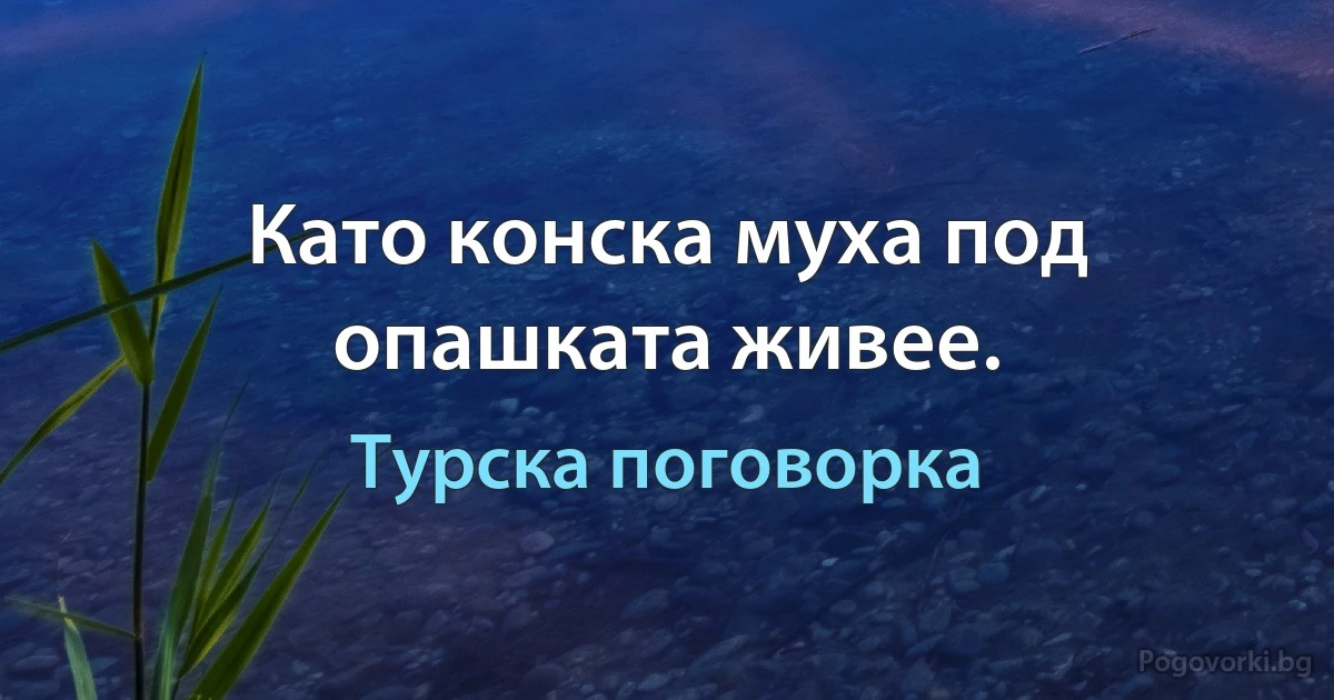 Като конска муха под опашката живее. (Турска поговорка)